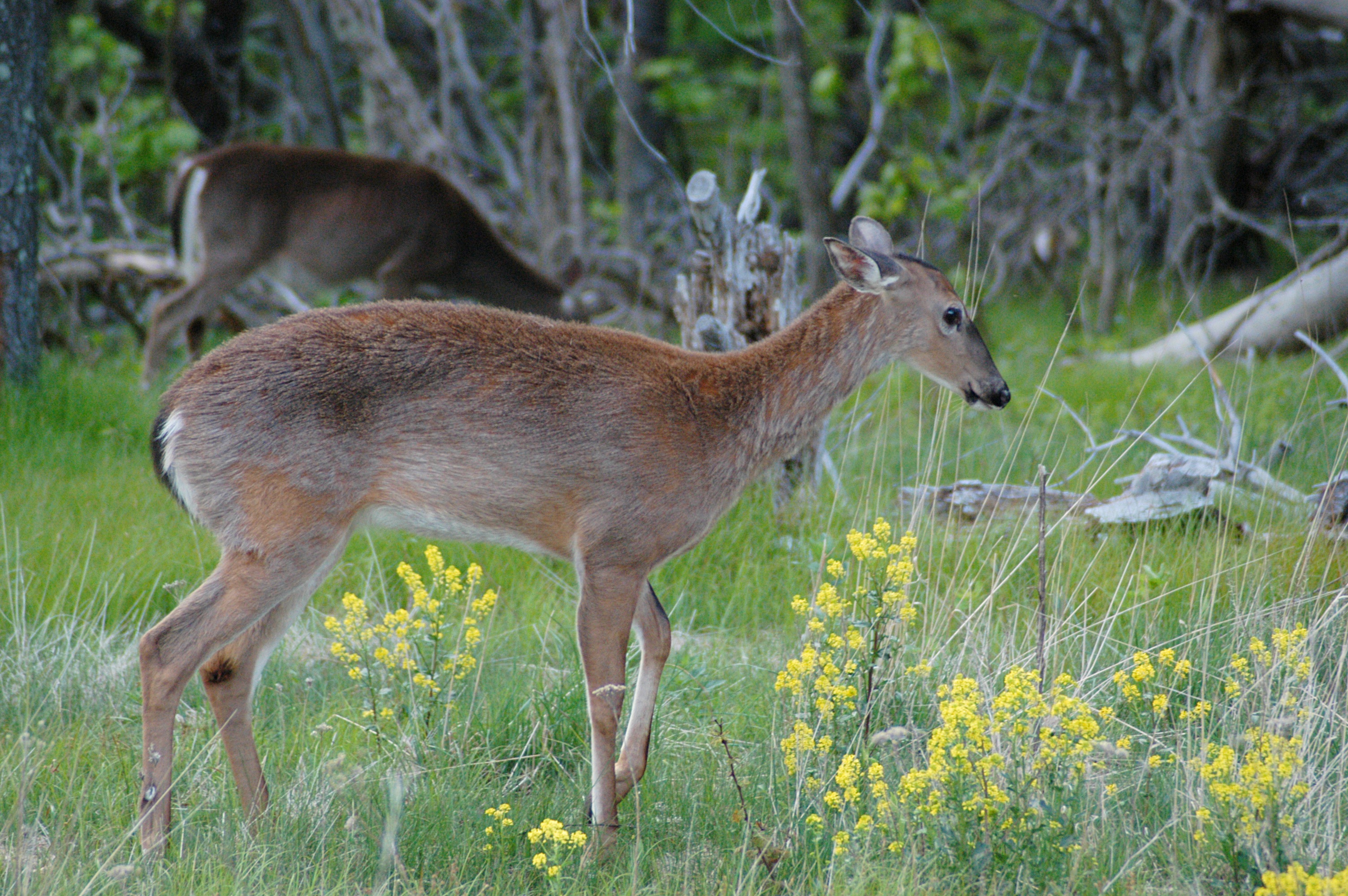Shenandoah deer 20050521 191017 1.3008x2000